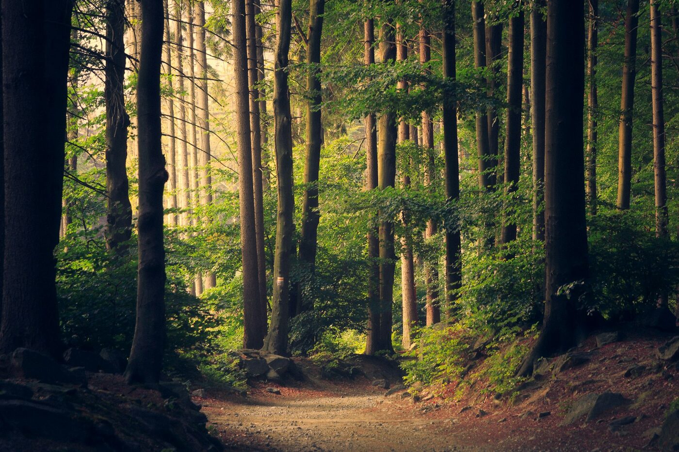 A sunlit forest path in the Pacific Northwest